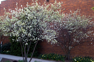 Serviceberry 2